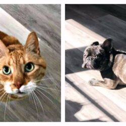 Limpiar Manchas de Mascotas en Suelos Laminados