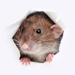 Deshacerse de los Ratones Naturalmente