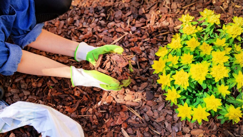 conseguir mantillo gratis para su jardín