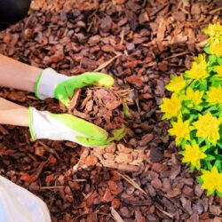 conseguir mantillo gratis para su jardín